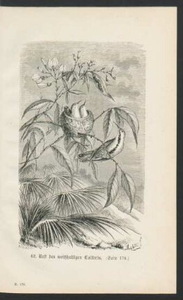Tafel 42: Nest des weißhalsigen Colibris. (Seite 176.)