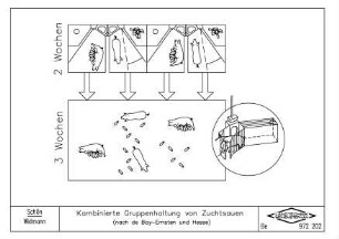 Kombinierte Gruppenhaltung von Zuchtsauen (nach de Bay-Ernsten und Hesse)