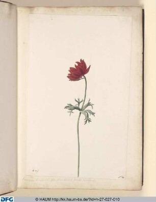 Anoemone tennifolia; flore pleno, foliis et foliolis eoeceneis