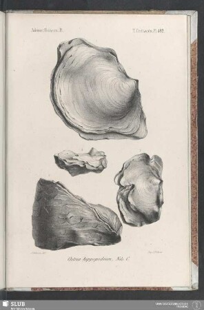 Pl. 482