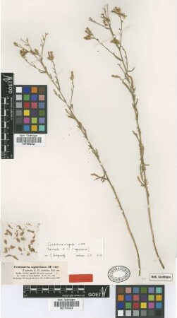 Centaurea squarrosa Willd. var. Sch.Bip. rubella[type]