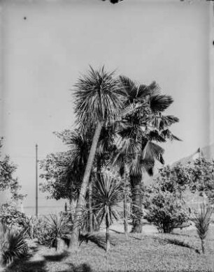 Palme : Palmen am Ufer des Lago Maggiore