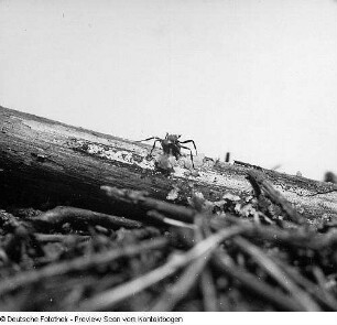 Tiere, Waldameisen