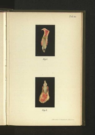 Tab. 41.
