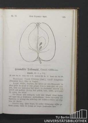 Nr. 75. Cornwalliser Nelkenapfel, Cornish Gilliflower.