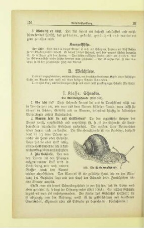 B. Weichtiere
