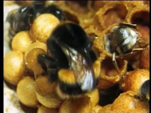 Entwicklung von Volk und Nest bei der Erdhummel (Bombus terrestris)