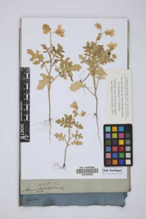 Solanum brancaefolium Jacq.