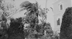 Garten des Generalgouverneurs in Khartum [Reise nach dem Sudan, Band 1]
