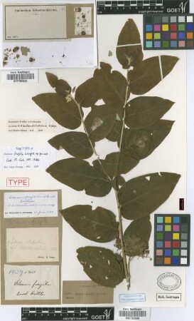 Solanum fragile C.Wright ex Griseb. [syntype]
