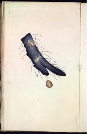 Pl. 11 [bis] Pl. 20 [Pl. siehe arbabische Paginierung]