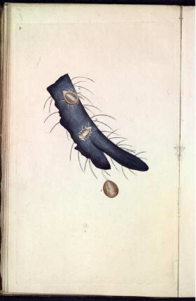 Pl. 11 [bis] Pl. 20 [Pl. siehe arbabische Paginierung]