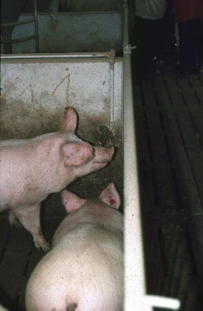 Fotografie: Nippeltränke, Mastschwein