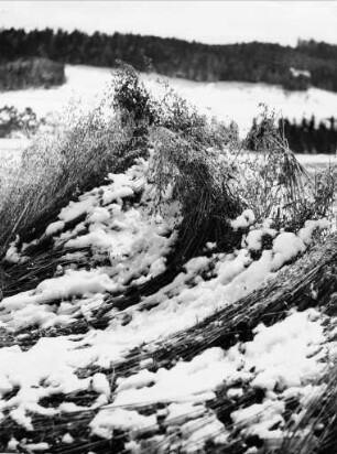 Getreide im Schnee
