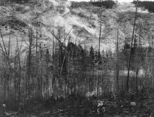 Überflutetes Waldstück : Ein überflutetes Waldstück vor einer Waldschneise, möglicherweise das Ergebnis geothermaler Aktivität im Yellowstone-Nationalpark