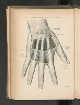 Fig. 584. Arcus volaris profundus vom Handrücken aus dargestellt.