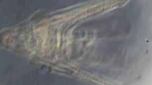 Echinoida, pluteus larva, undet., Lanzarote 2022