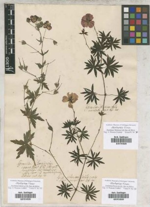 Geranium