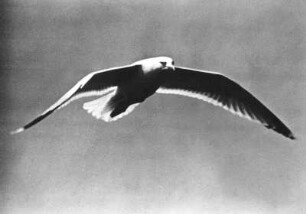 Silbermöwe (Larus argentatus) im Flug