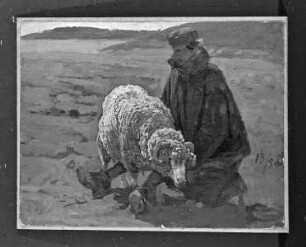 Schäfer bei der Schafschur