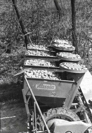 Kartoffellegemaschine "Hassia"