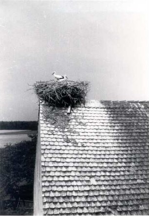 Bauernhof in Brohna : Bauwesen - Wirtschaftsgebäude und Gehöfte. Ort: Bronjo / Brohna. Storchennest in einem Gehöft.
