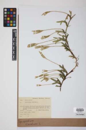 Lycopodium clavatum clavatum L.