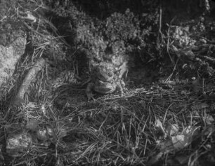 Erdkröte : Erdkröten (Bufo bufo Linnaeus) bei der Paarung.