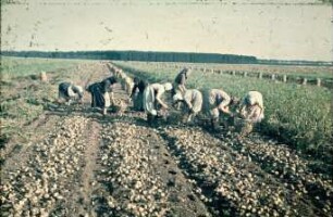 Handernte mit Körben und Abfüllung in Säcke