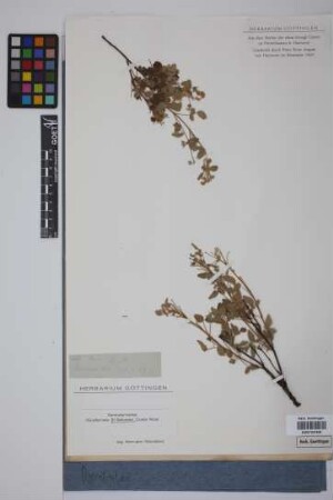 Oxalis