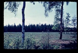 Spandauer Forst 25.5.53.