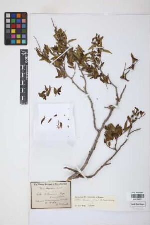 Celtis sellowiana forma praecox