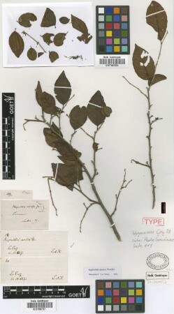 Ruprechtia excelsa Griseb.