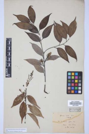 Quercus acuta Thunb.