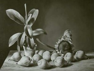 Birnen mit Gummibaum
