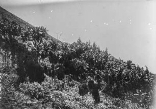 Vegetation der Virunga-Vulkane : Die Vegetationslandschaft am Vulkan Nyiragongo in der Gruppe der Virunga-Vulkane