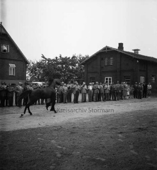 Gestüt "Buchenhof": Vorführung der Traber: Präsentation des Hengstes "Permit": dahinter Besucher: im Hintergrund Wohn- und Wirtschaftsgebäude