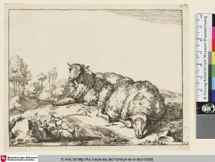 [Un mouton couché, vu presque de face, un autre vu, de trois quarts et dirigé vers la gauche, est couché derrière et tout près du lui; Zwei liegende Schafe, eines en face mit abgelegtem Kopf, das zweite dahinter mit dem Betrachter zugewendtem Kopf]