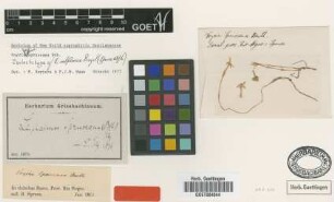 Leiphaimos spruceana (Benth.) Gilg [type]