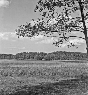 Mönchsteich: vorn Wiese mit Baum: hinten Wald
