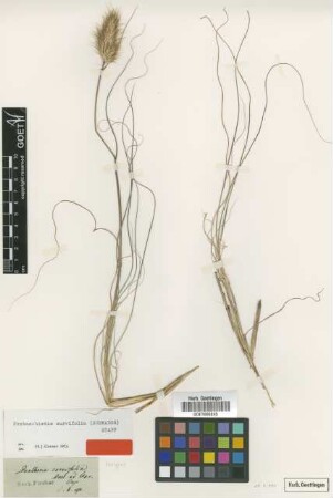 Danthonia curvifolia Schrad. [isotype]