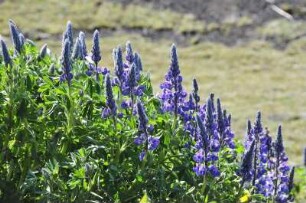 Lupinien blühen an der isländischen Südküste