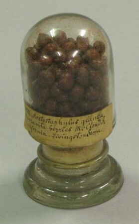 Arctostaphylos glauca (vmtl.)