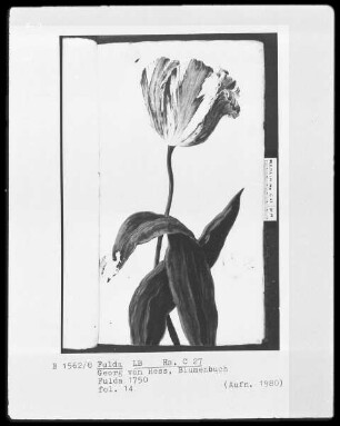 Georg Friedrich Heß, Blumenbuch — Aufrechte Tulpe, Folio 14recto