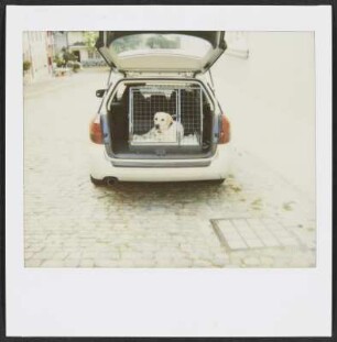 Hund im Kofferraum eines Autos in Weimar