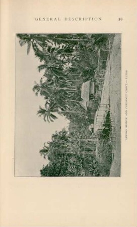 Bamboo bridge and cocoanut grove - Luzon