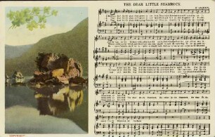 The dear little Shamrock.