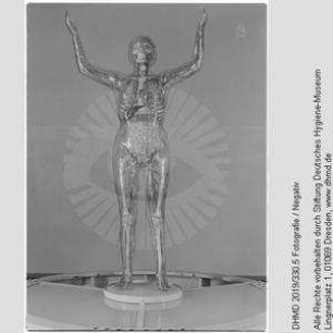 Hausausstellung - Gläserne Frau