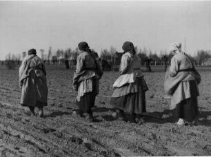 Ostpreußen. Bäuerinnen legen im Frühjahr Kartoffeln in das vorbereitete Feld