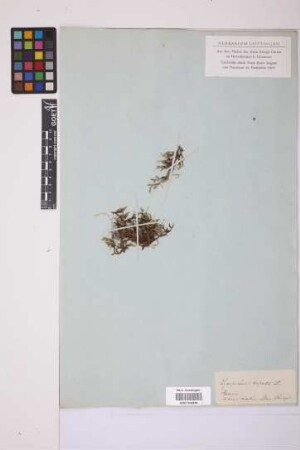 Selaginella rupestris (L.) Spring